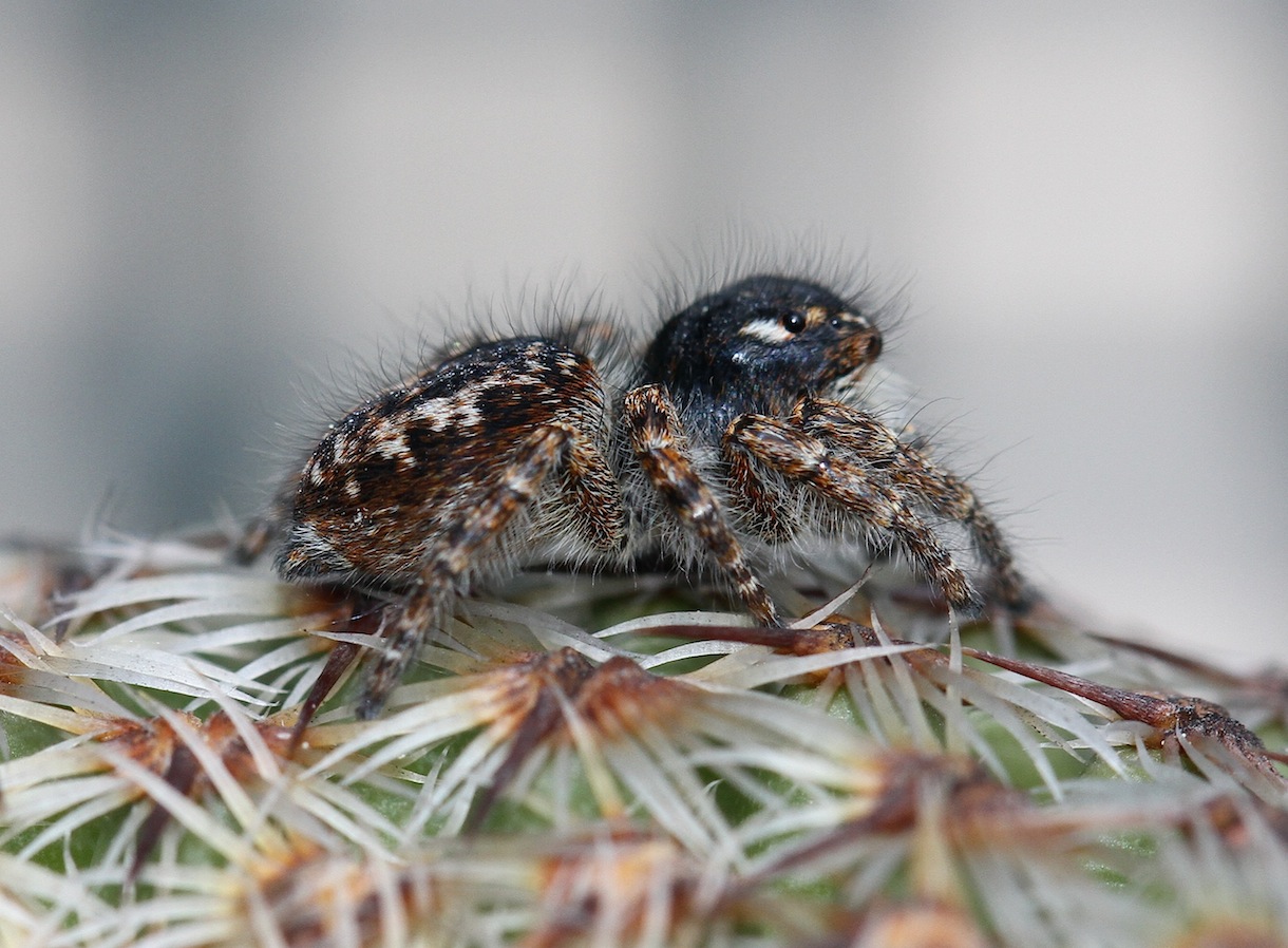 Philaeus chrysops - Roma (RM)